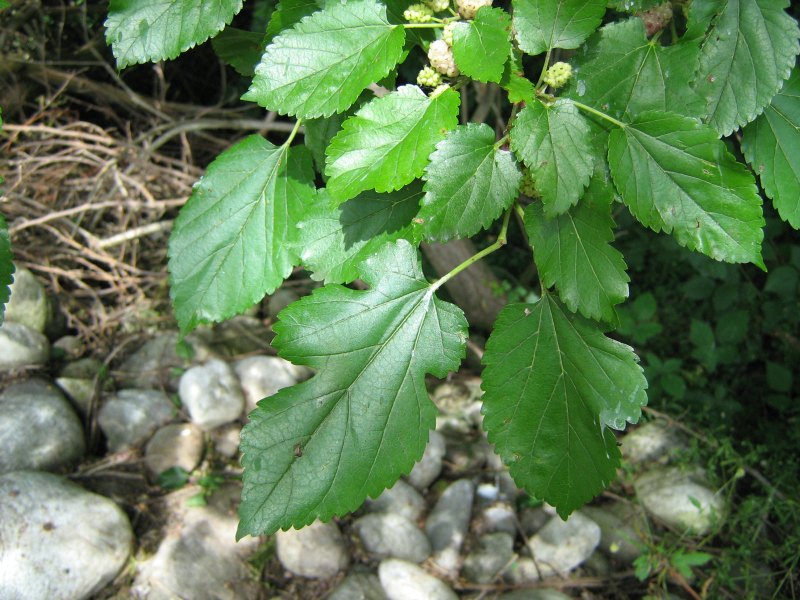 Morus alba / Gelso bianco